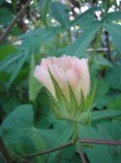 cotton-flower